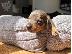 PoulaTo: AKC Dachshunds